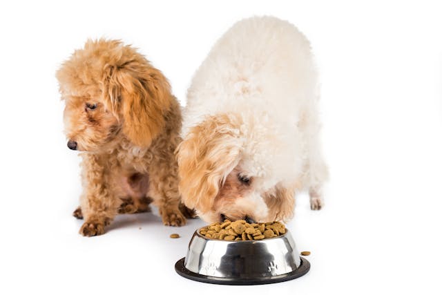 does anemia cause weight loss in dogs
