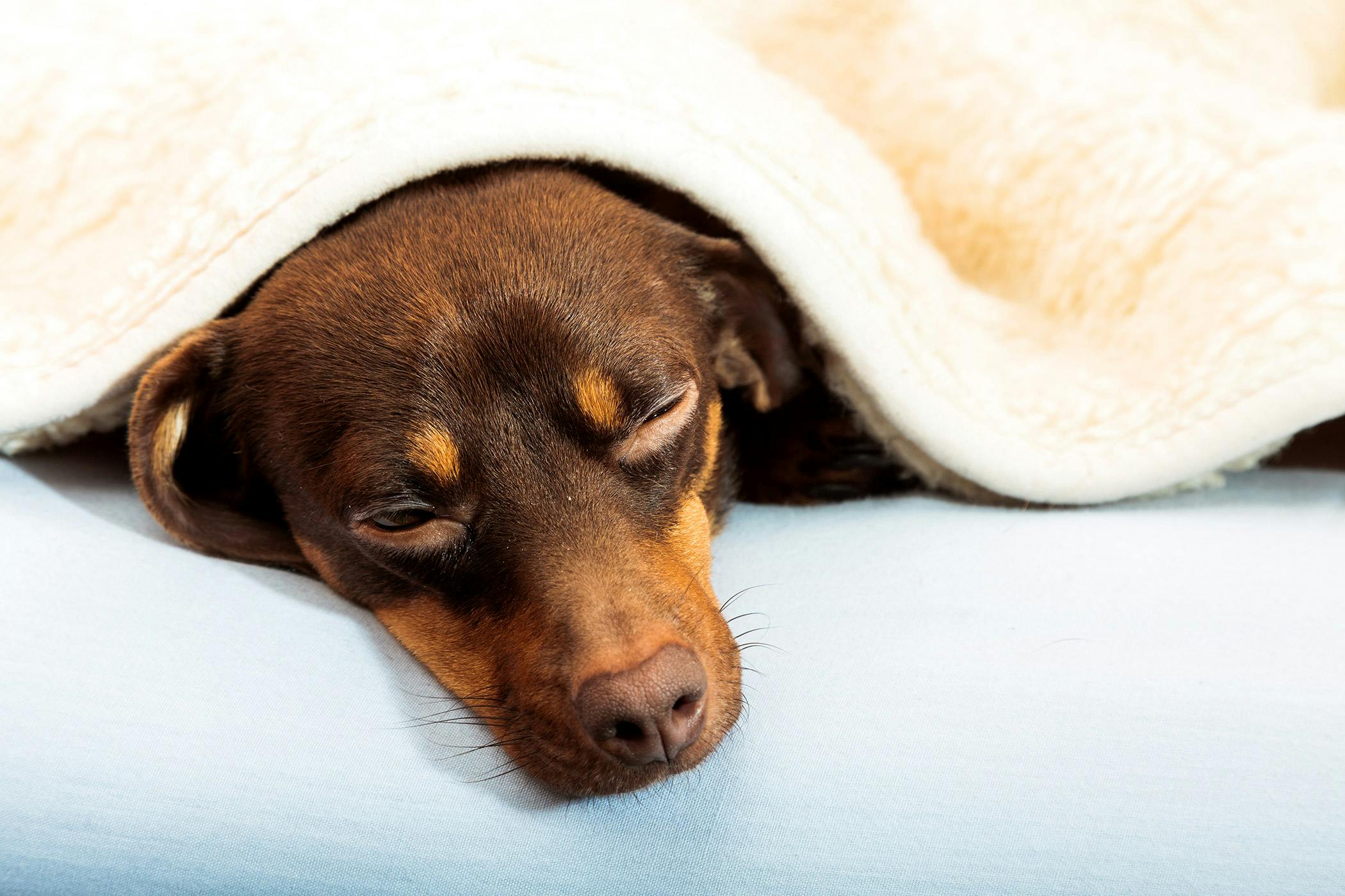 anemia for dogs treatments