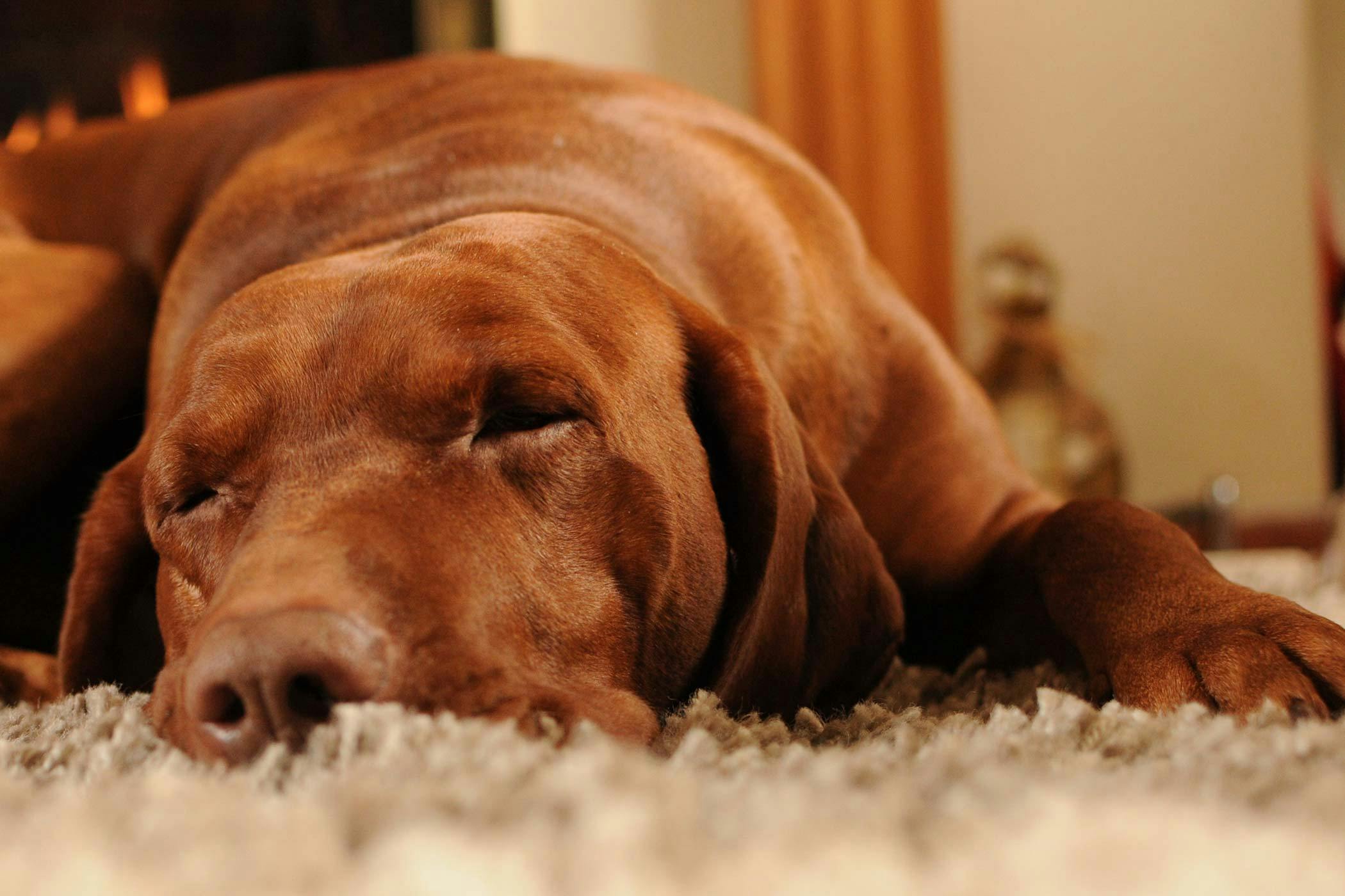 is sedation dangerous for dogs