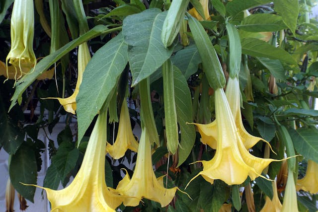 Angel's Trumpet Poisoning in Dogs - Symptoms, Causes, Diagnosis, Treatment, Recovery, Management, Cost