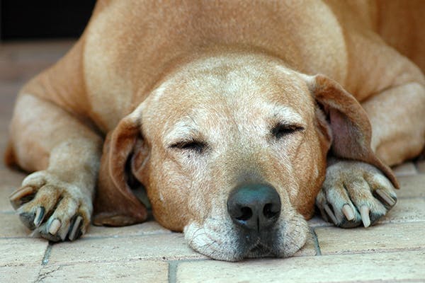 Angioedema Due to Allergies in Dogs - Symptoms, Causes, Diagnosis, Treatment, Recovery, Management, Cost