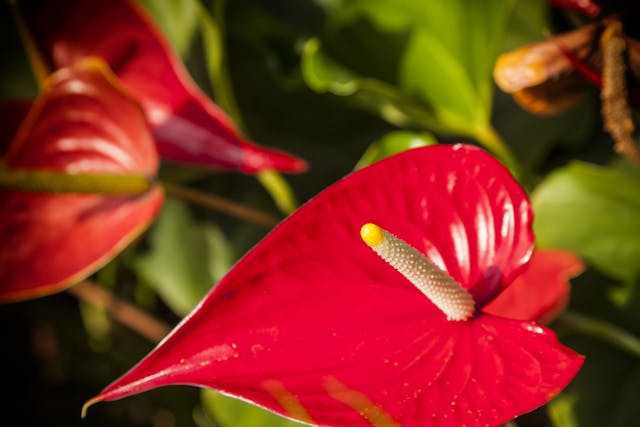 Anthurium Poisoning In Dogs Symptoms Causes Diagnosis