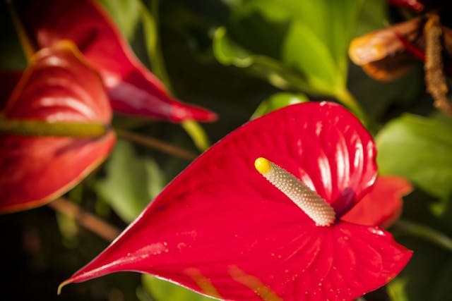 Anthurium Poisoning in Dogs - Symptoms, Causes, Diagnosis, Treatment, Recovery, Management, Cost