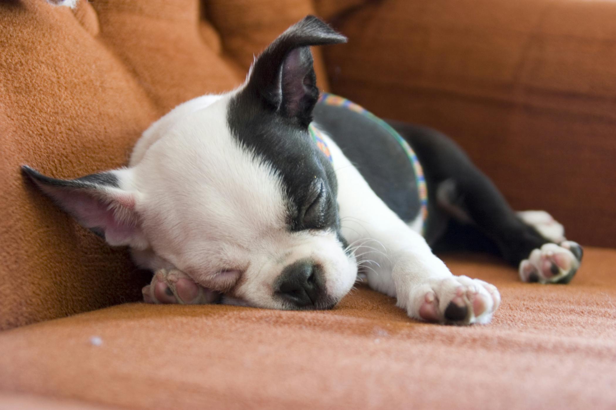 Anti-estrogen Therapy in Dogs - Conditions Treated, Procedure, Efficacy, Recovery, Cost, Considerations, Prevention