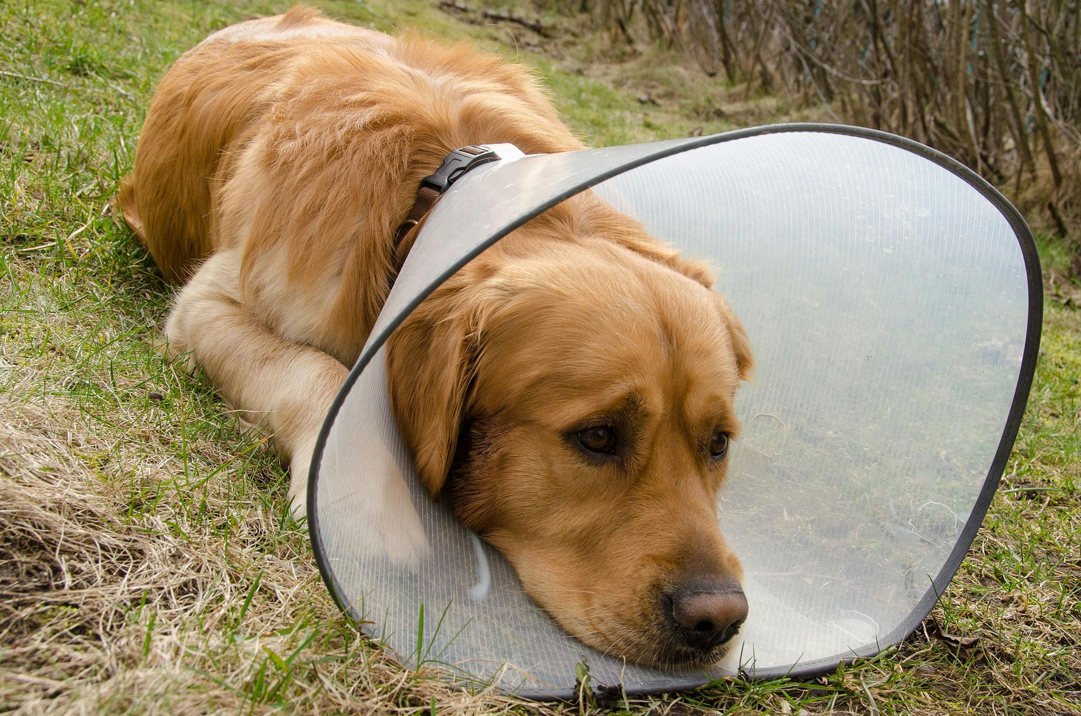 Antibiotic-resistant Bacterial Infections in Dogs ...