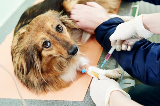 Anticoagulant and Bromethalin Poisoning in Dogs - Symptoms, Causes