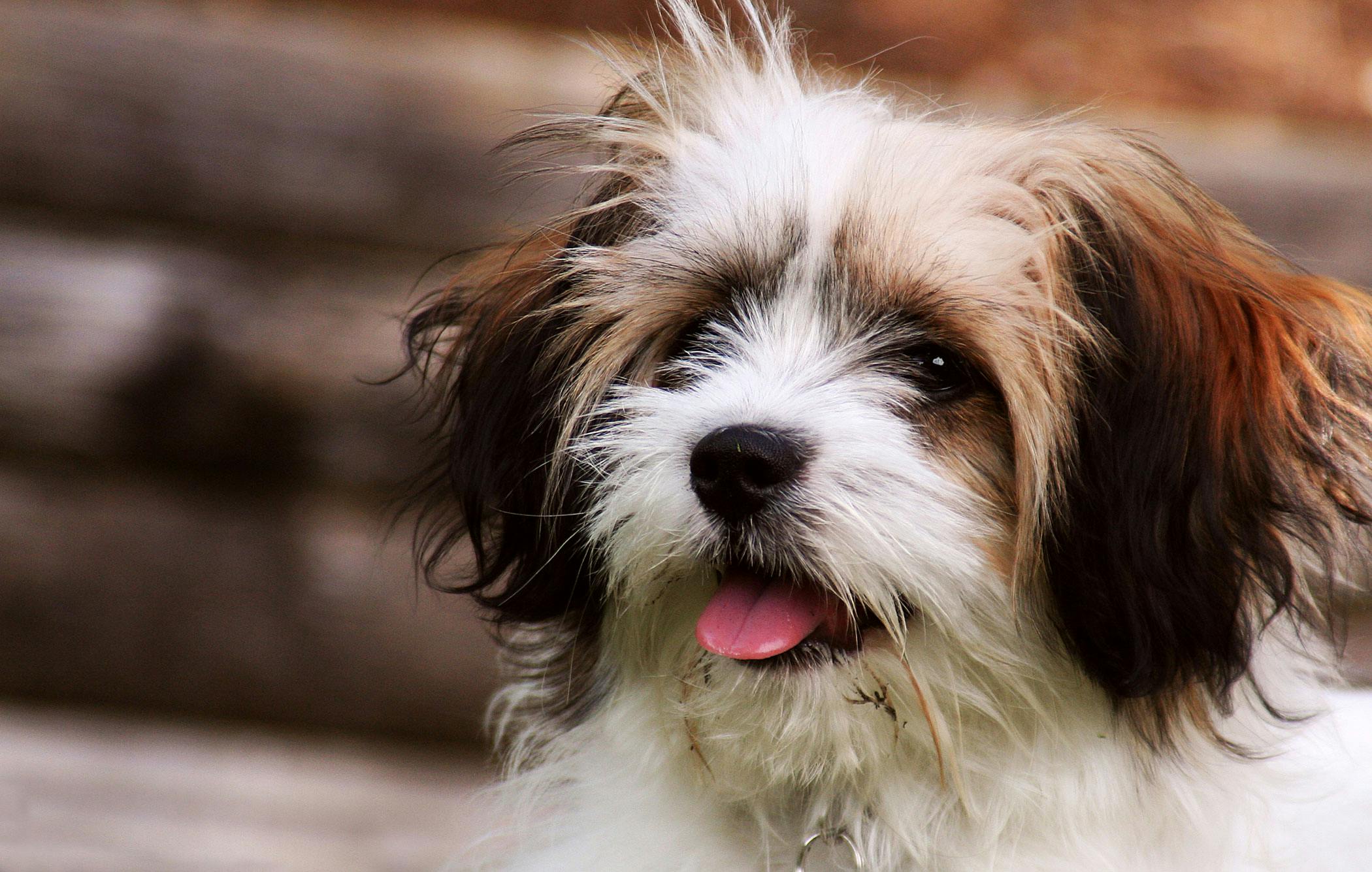 can benadryl cause seizures in dogs