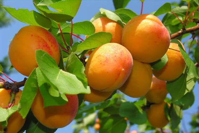 Apricot Poisoning in Dogs - Symptoms, Causes, Diagnosis, Treatment, Recovery, Management, Cost