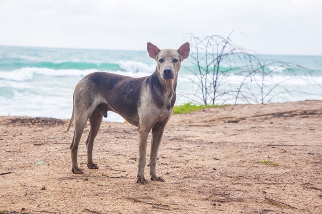 Apudomas in Dogs - Symptoms, Causes, Diagnosis, Treatment, Recovery, Management, Cost