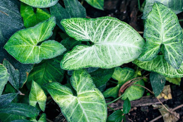 Arrowhead Vine Poisoning in Dogs - Symptoms, Causes, Diagnosis, Treatment, Recovery, Management, Cost