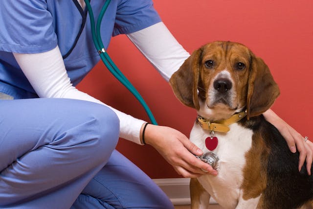 Artery inflammation in dogs, or peripheral artery disease, can have many causes. - Symptoms, Causes, Diagnosis, Treatment, Recovery, Management, Cost