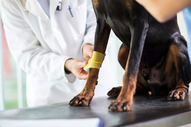 Septic arthritis in dogs is arthritis that is localized within a specific joint. - Symptoms, Causes, Diagnosis, Treatment, Recovery, Management, Cost