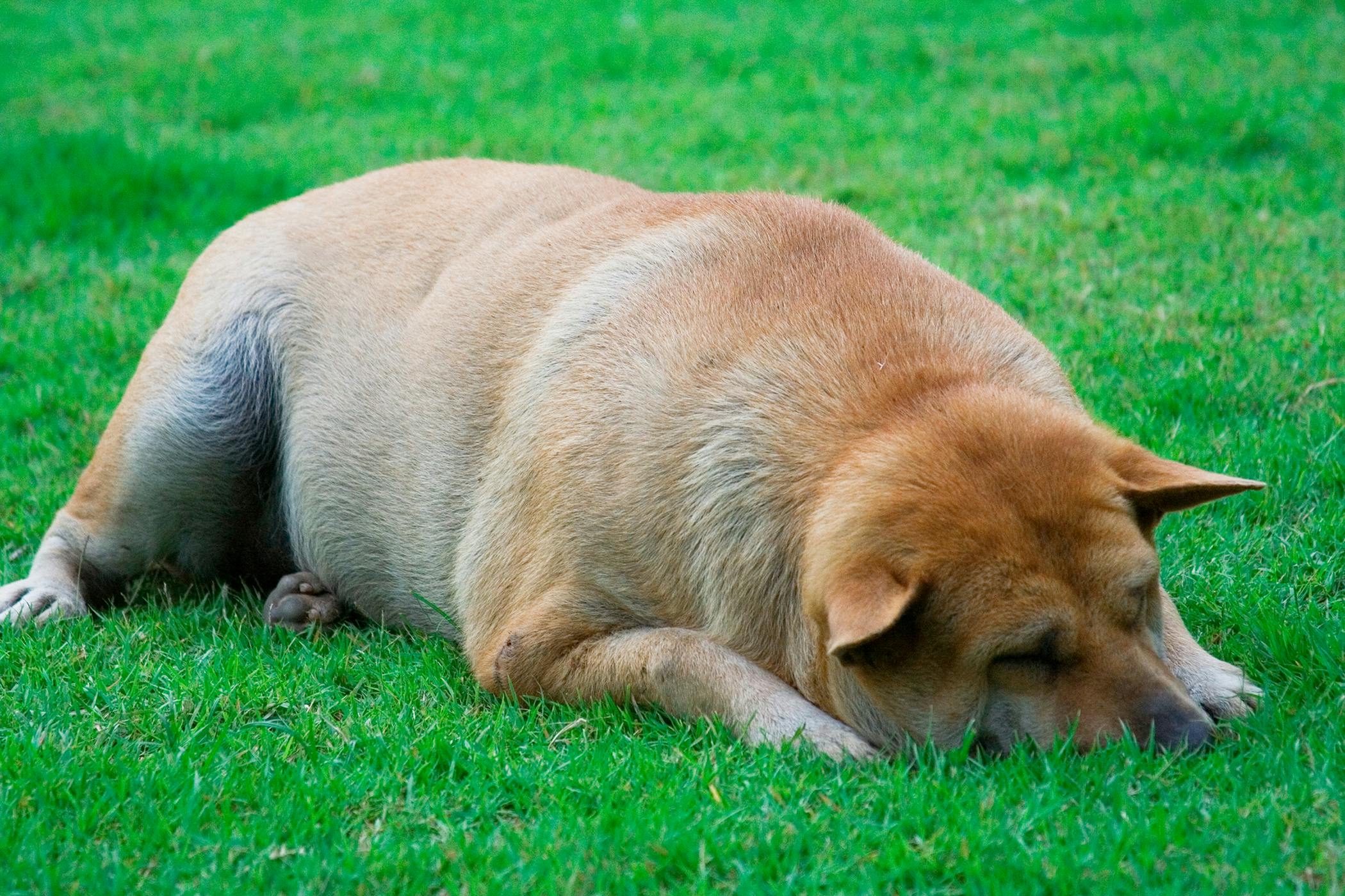 how long before a dog body to bloat after death