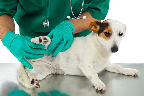 Aseptic Femoral Head Necrosis in Dogs - Symptoms, Causes, Diagnosis, Treatment, Recovery, Management, Cost