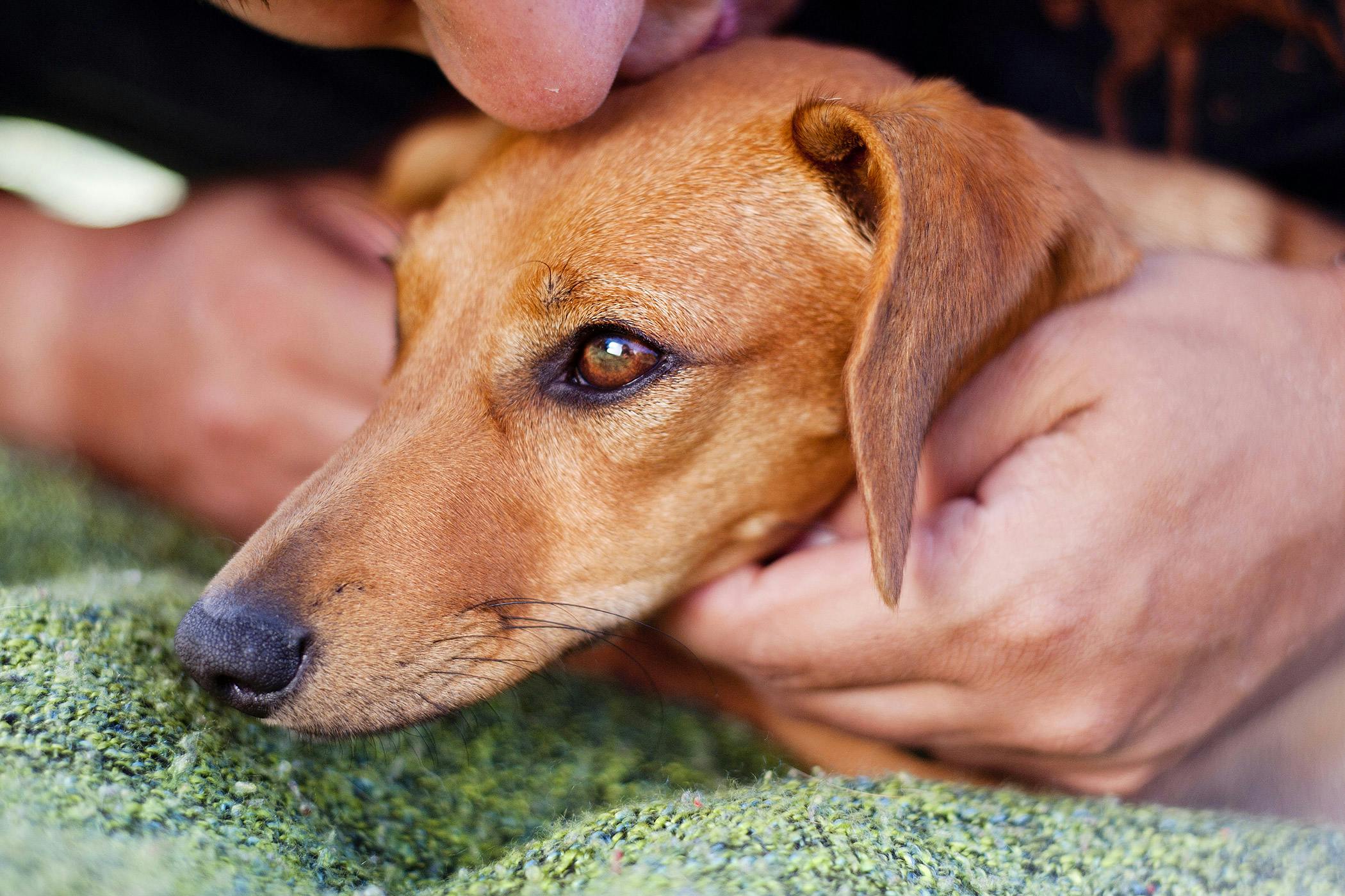 can humans give dogs pneumonia