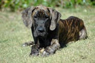 Can Muscle Wasting In Dogs Be Reversed