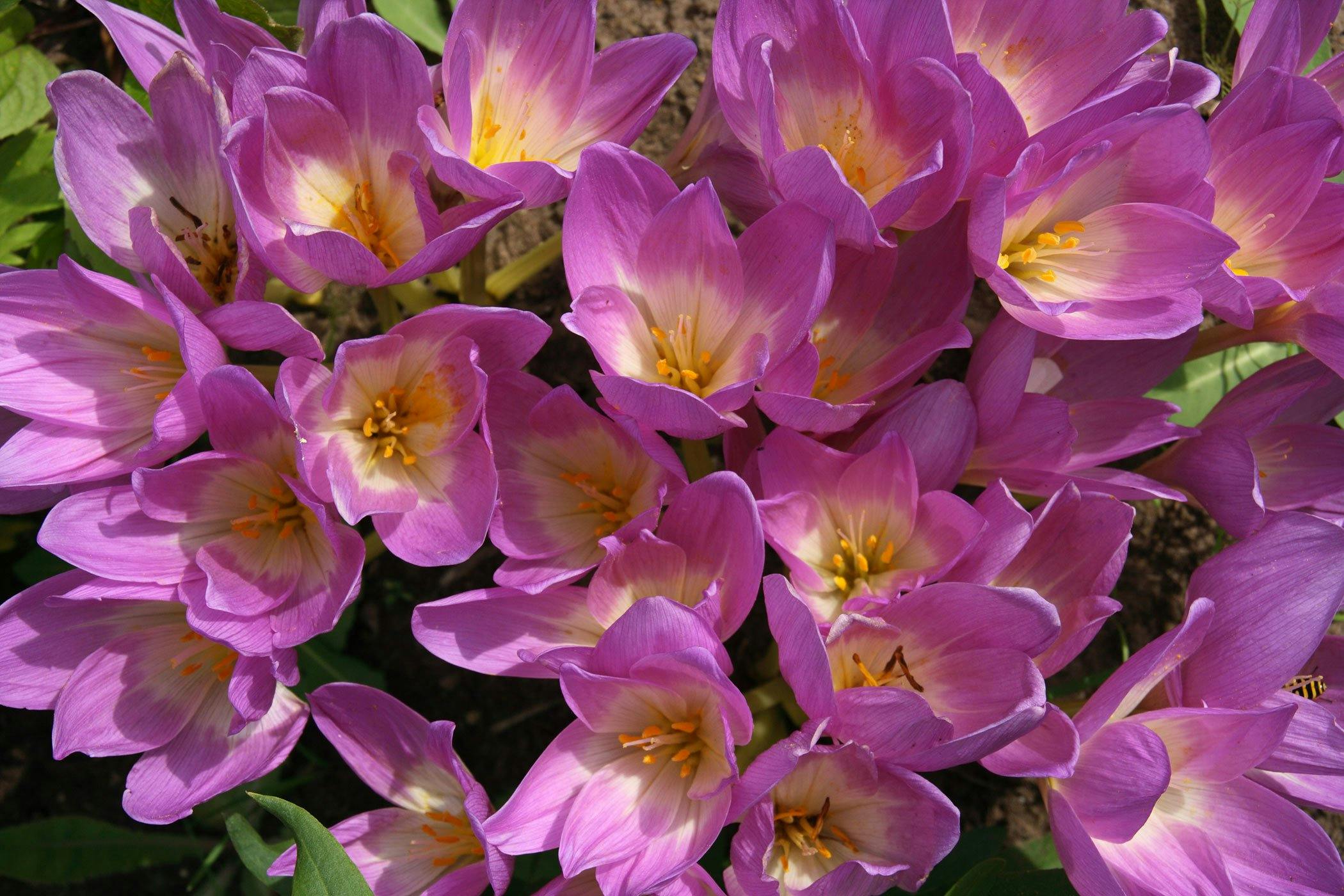 Autumn Crocus Poisoning in Dogs - Symptoms, Causes, Diagnosis, Treatment, Recovery, Management, Cost