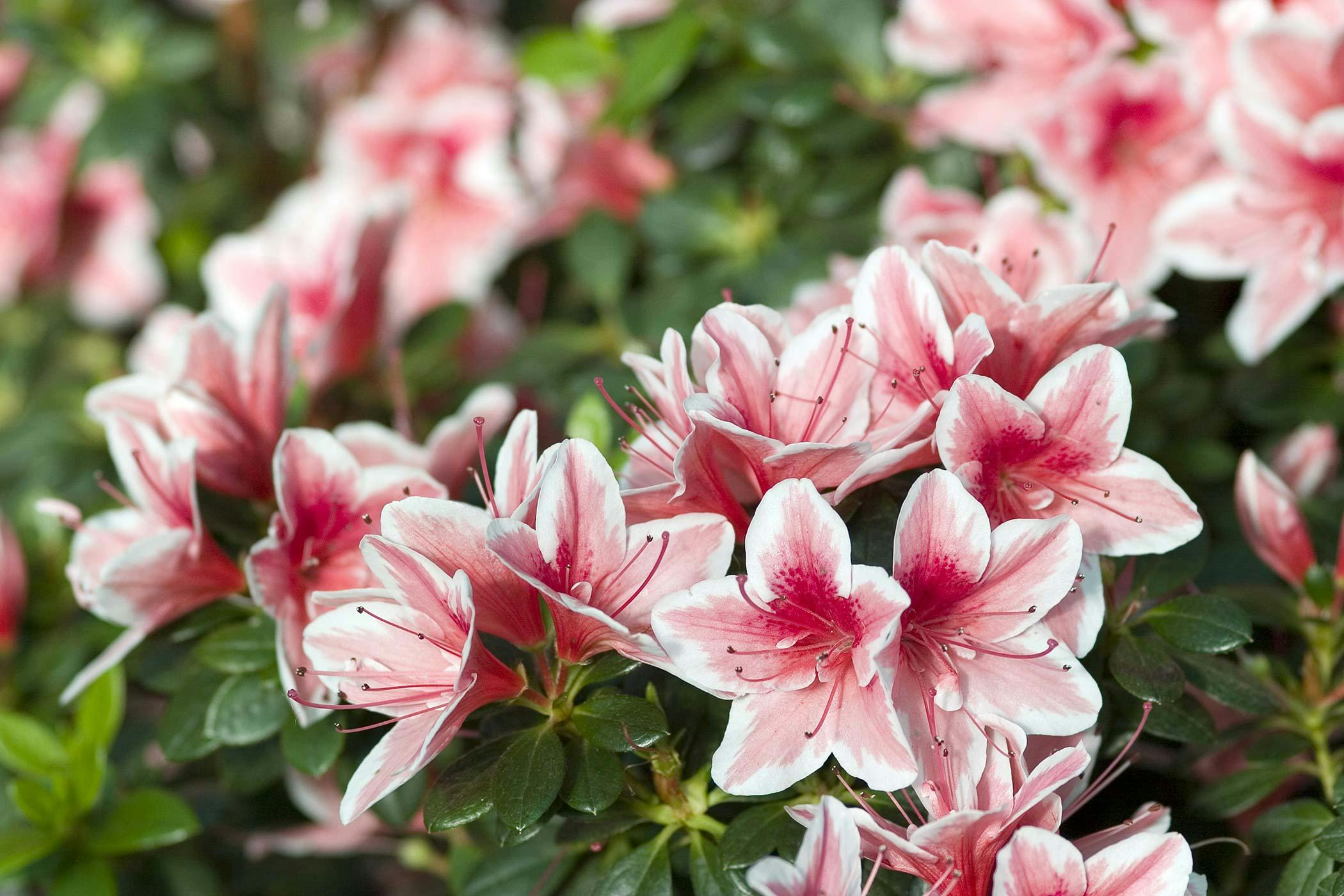 are azaleas toxic to cats and dogs