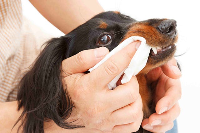 Bacteria, Plaque and Tartar in Dogs - Symptoms, Causes, Diagnosis, Treatment, Recovery, Management, Cost