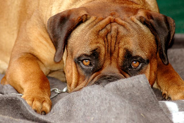 Bacterial Hypersensitivity to Staph Infections in Dogs - Symptoms, Causes, Diagnosis, Treatment, Recovery, Management, Cost