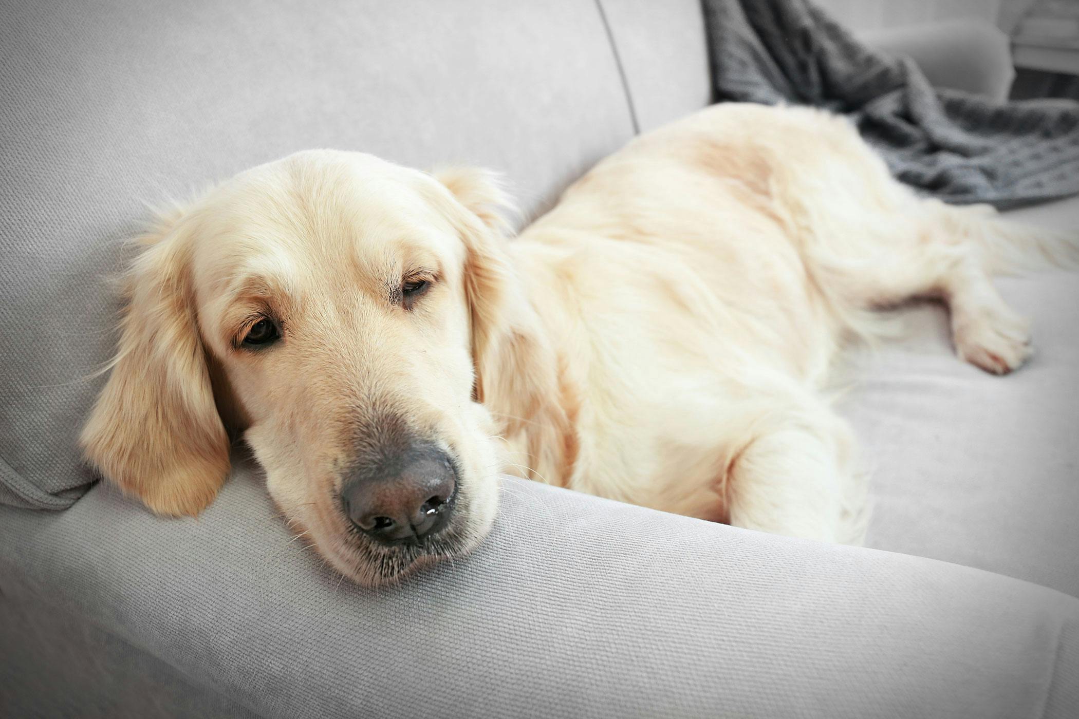 can a bacterial infection cause anemia in dogs