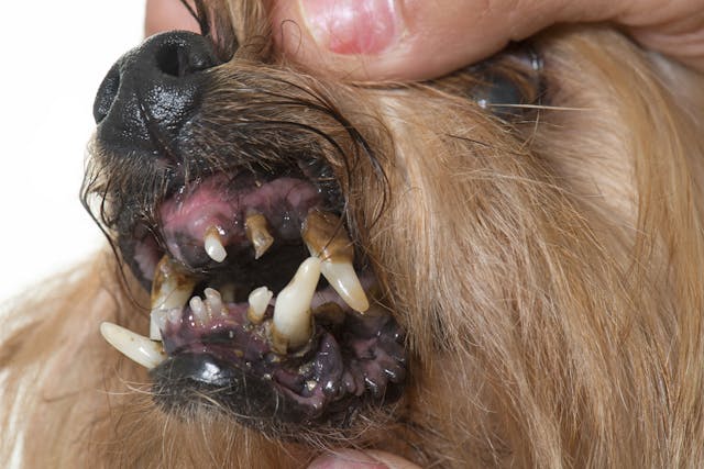 Bacterial Infection (Nocardiosis) in Dogs - Symptoms, Causes, Diagnosis, Treatment, Recovery, Management, Cost