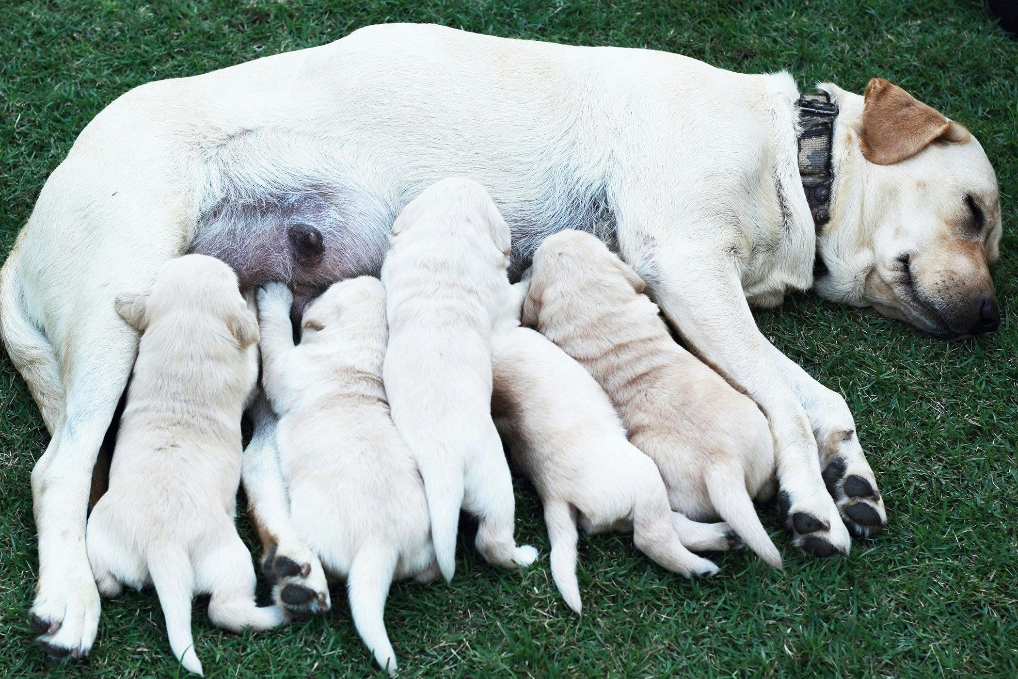 what does mastitis look like on a dog