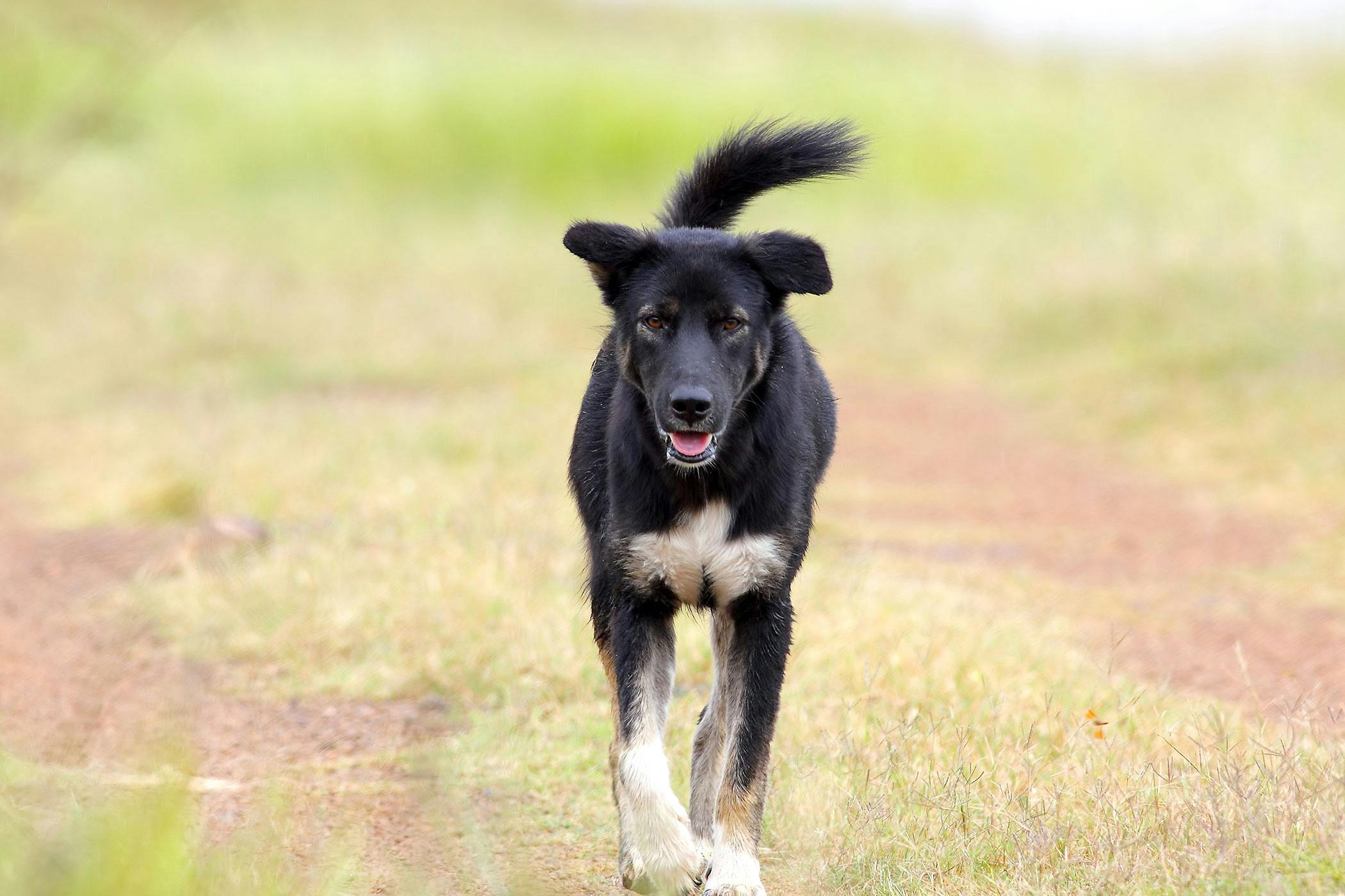 can dogs get rabbit fever