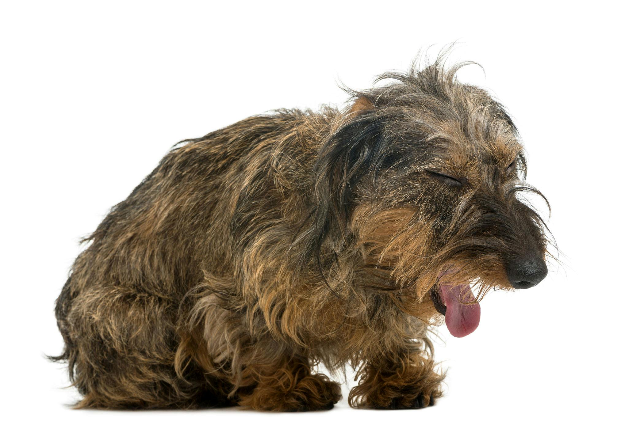 how fast do dogs recover from pneumonia