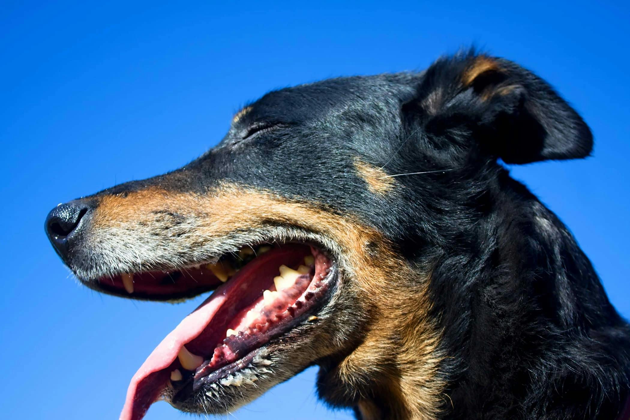 28 Droll Causes Of Bad Dog Breath Photo - uk.bleumoonproductions