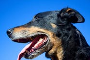 Bad Breath In Dogs Symptoms Causes Diagnosis Treatment Recovery 