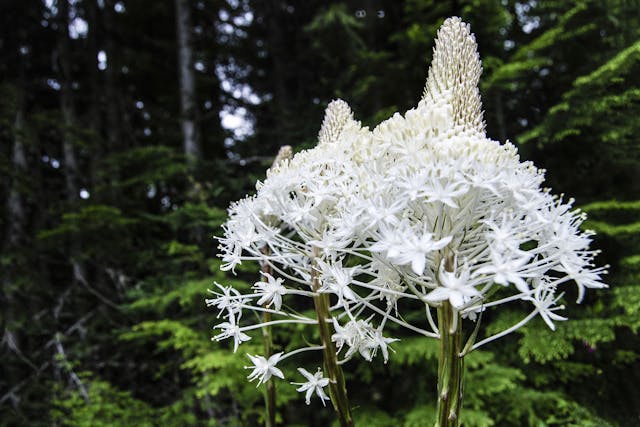 Bear Grass Poisoning in Dogs - Symptoms, Causes, Diagnosis, Treatment, Recovery, Management, Cost