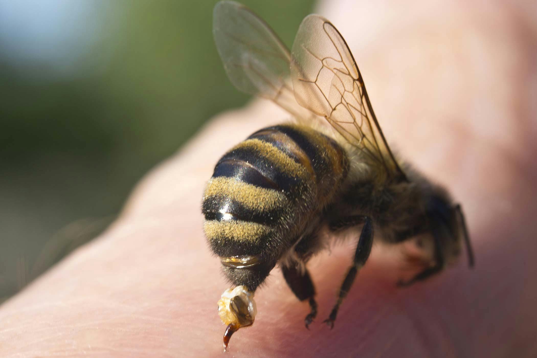 bee stings on dogs