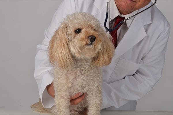 Benadryl Poisoning in Dogs - Symptoms 