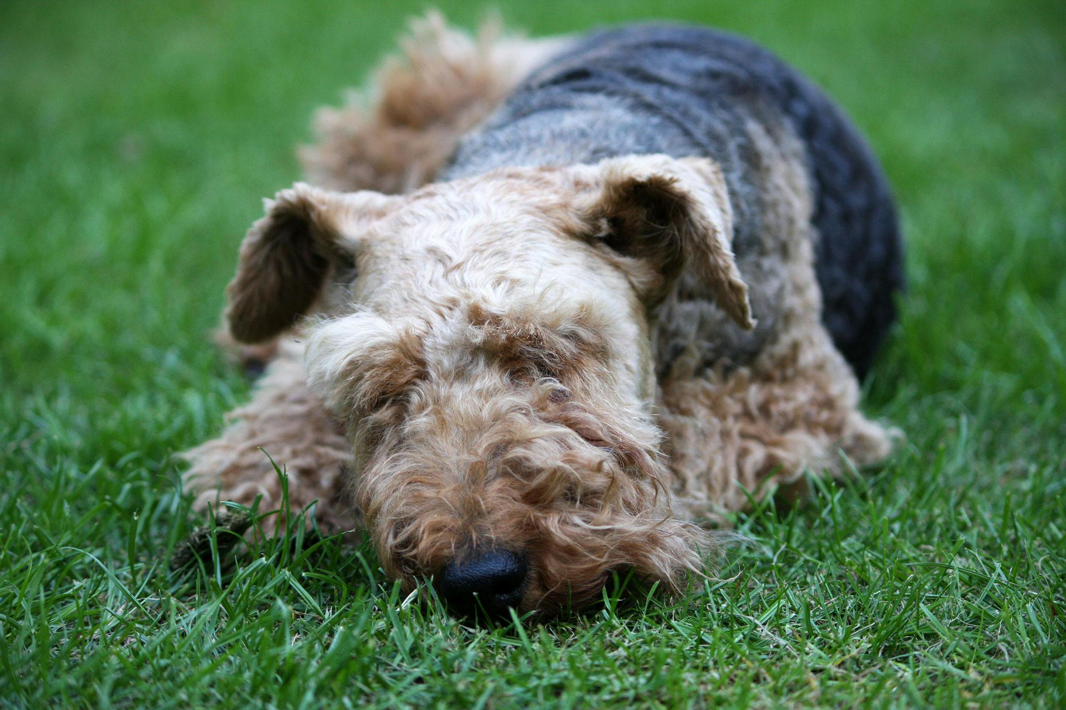 Klonopin Toxic Dose In Dogs
