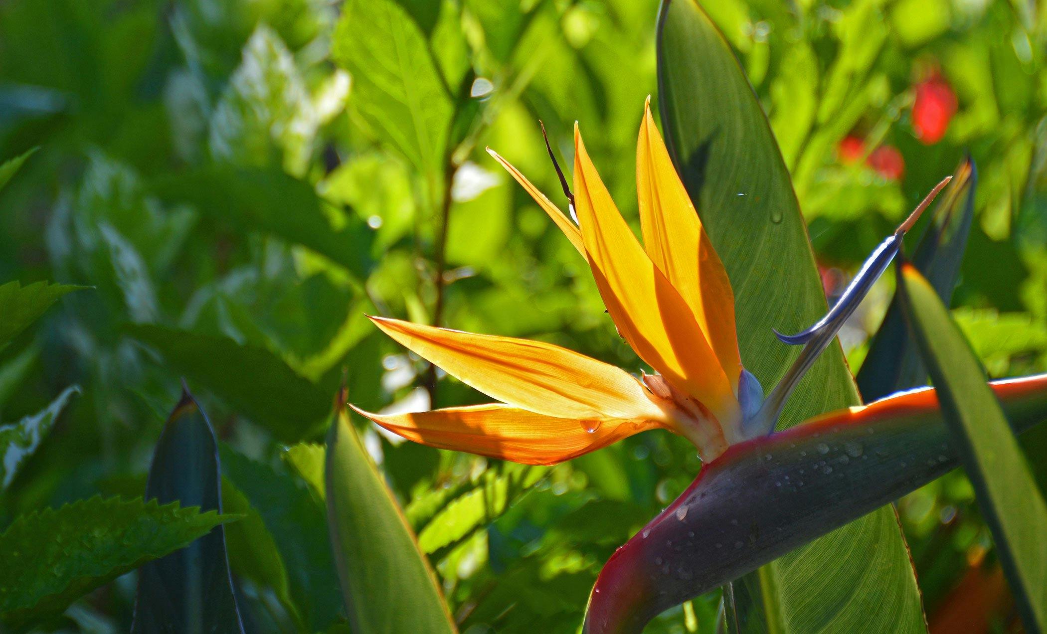 bird of paradise plant poisonous to dogs