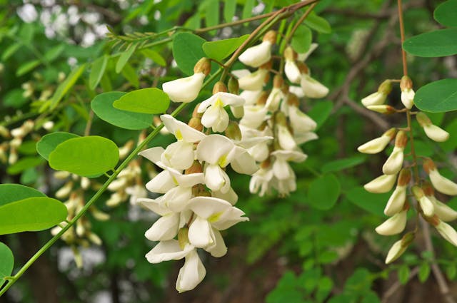 Black Locust Poisoning in Dogs - Symptoms, Causes, Diagnosis, Treatment, Recovery, Management, Cost