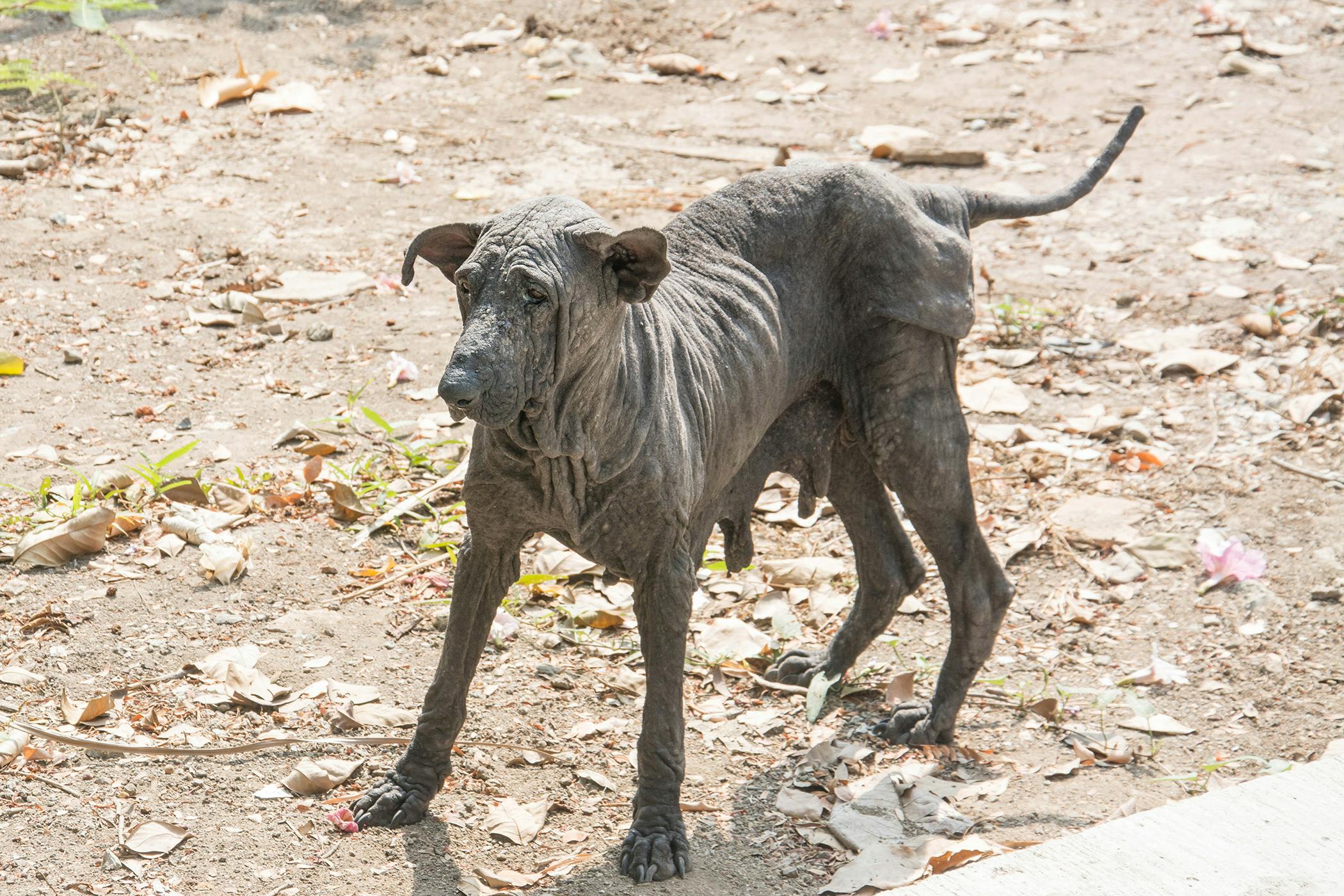 Black Skin Disease in Dogs - Symptoms, Causes, Diagnosis, Treatment,  Recovery, Management, Cost