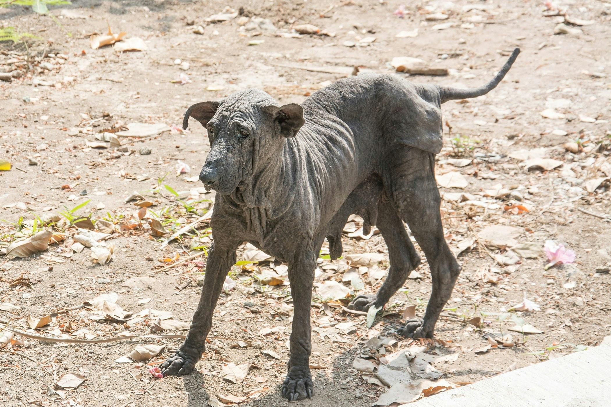 What does it mean when a dogs skin is black