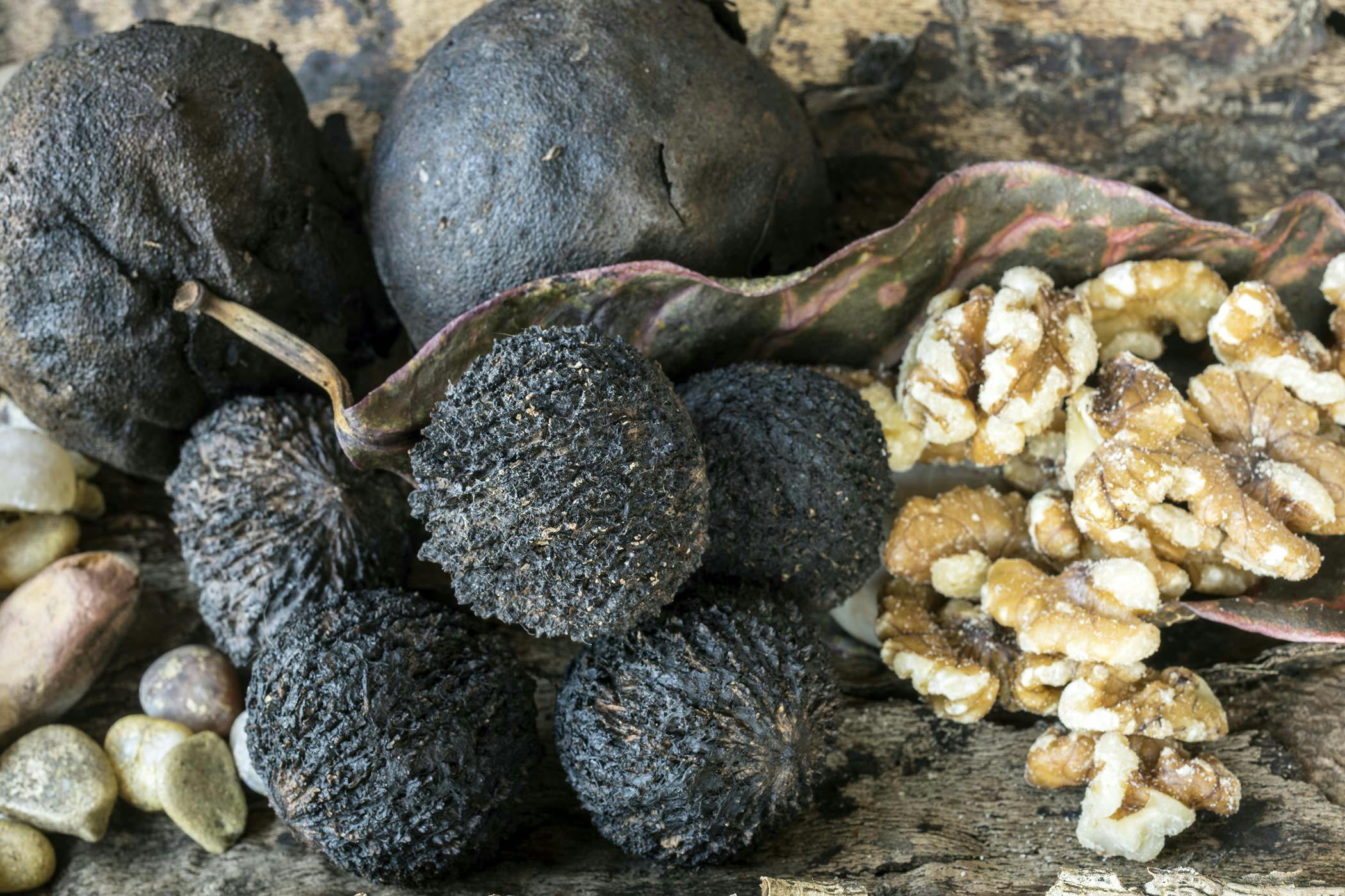 Black Walnut Poisoning In Dogs Symptoms Causes Diagnosis Treatment Recovery Management Cost