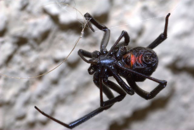 Black Widow Spider Poisoning in Dogs - Symptoms, Causes, Diagnosis, Treatment, Recovery, Management, Cost