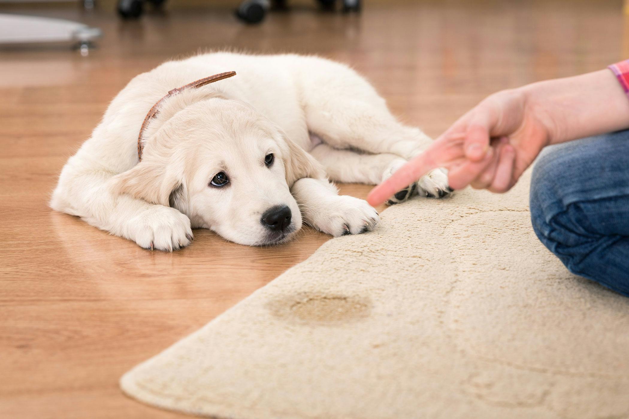 dog food for dogs with crystals in urine