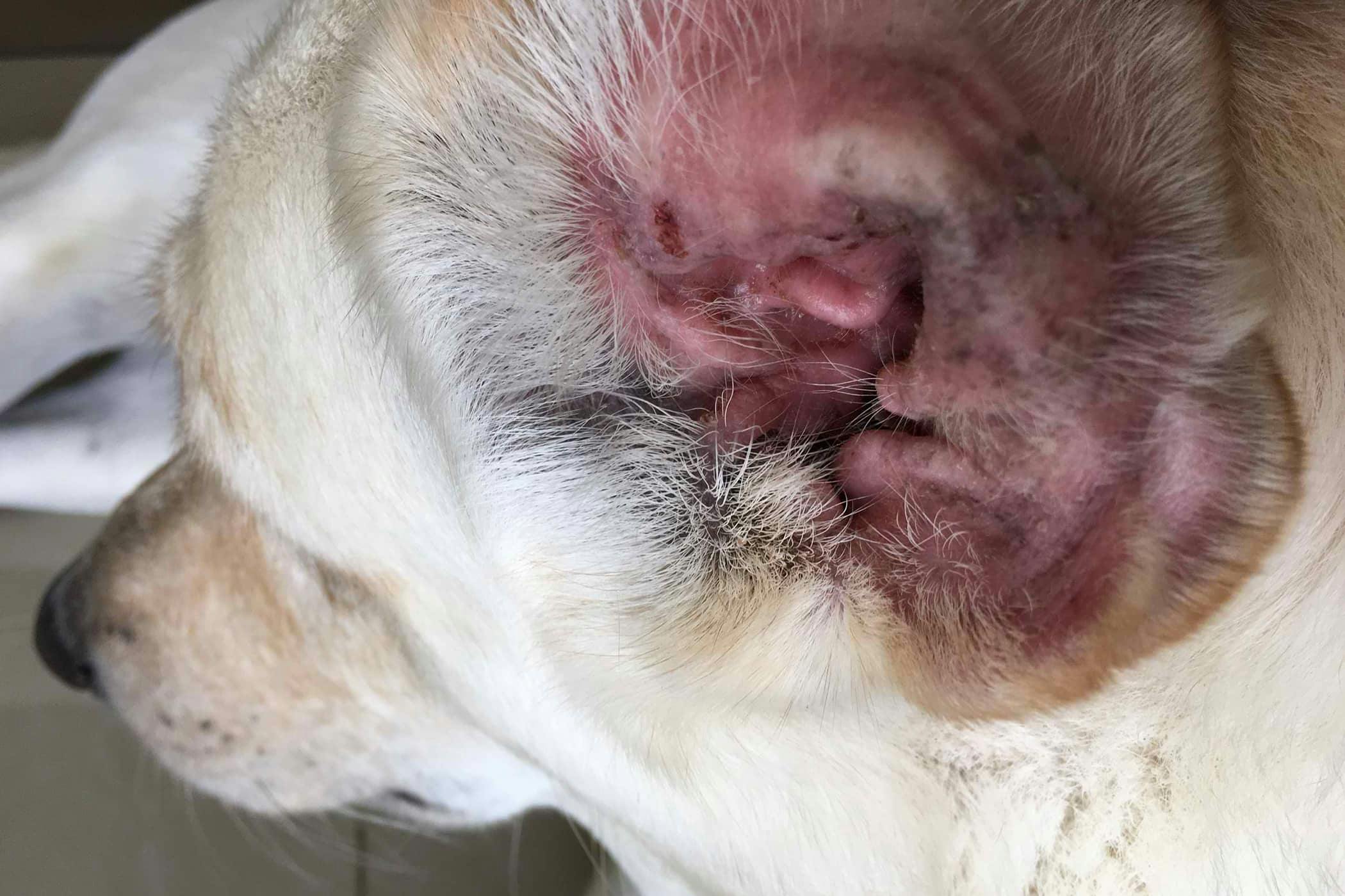 Bleeding Ears in Dogs - Symptoms 