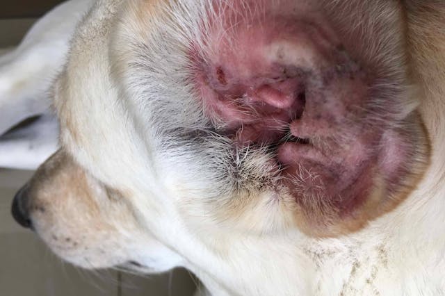 can dogs get tumors on their ears