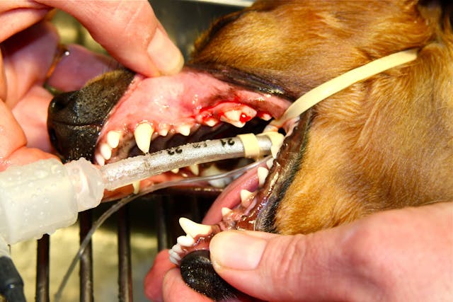 Bleeding Gums in Dogs - Symptoms, Causes, Diagnosis, Treatment, Recovery, Management, Cost