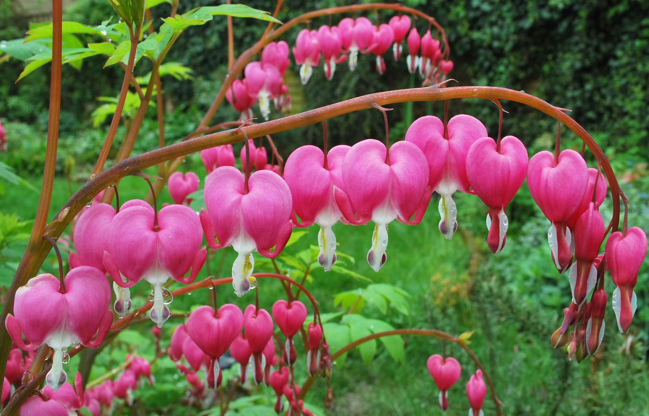 Bleeding Hearts Poisoning in Dogs 