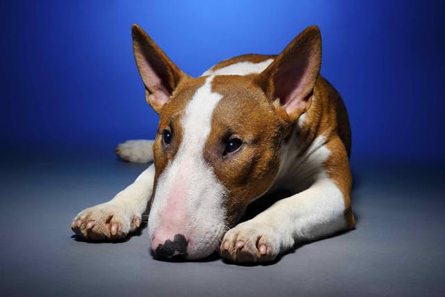 Bleeding Paws In Dogs Symptoms Causes Diagnosis Treatment Recovery Management Cost Bleeding Paws In Dogs Symptoms Causes Diagnosis Treatment Recovery Management Cost
