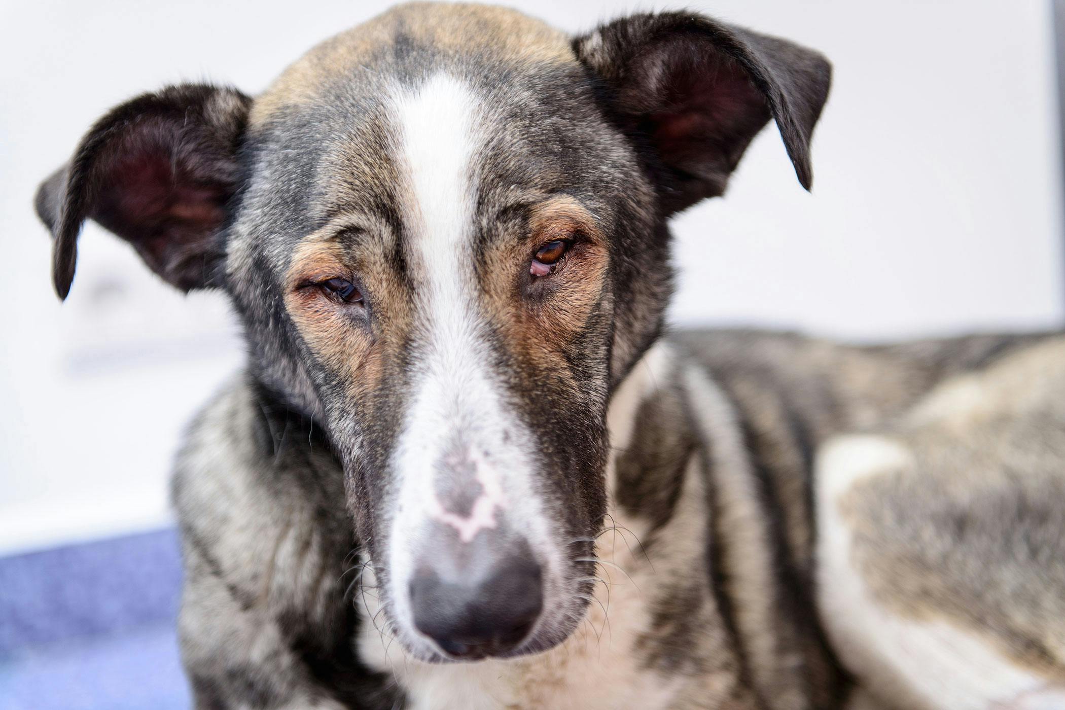 why does my dog have pink around her eyes