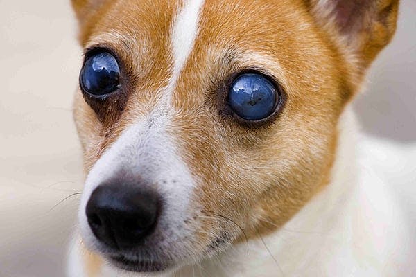 what are the signs of a dog going blind