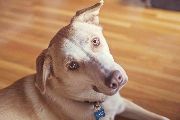 Dogtoe Babu Ki Xxx Video - Blood Clots in Dogs - Symptoms, Causes, Diagnosis, Treatment ...